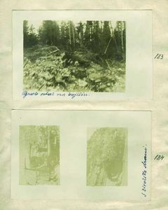 183 - Grob na bojišču
184 - Topniško orožje