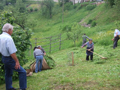 Kosca sičeta travo, grabljica grabi, moža zavezujeta plahto (D489)